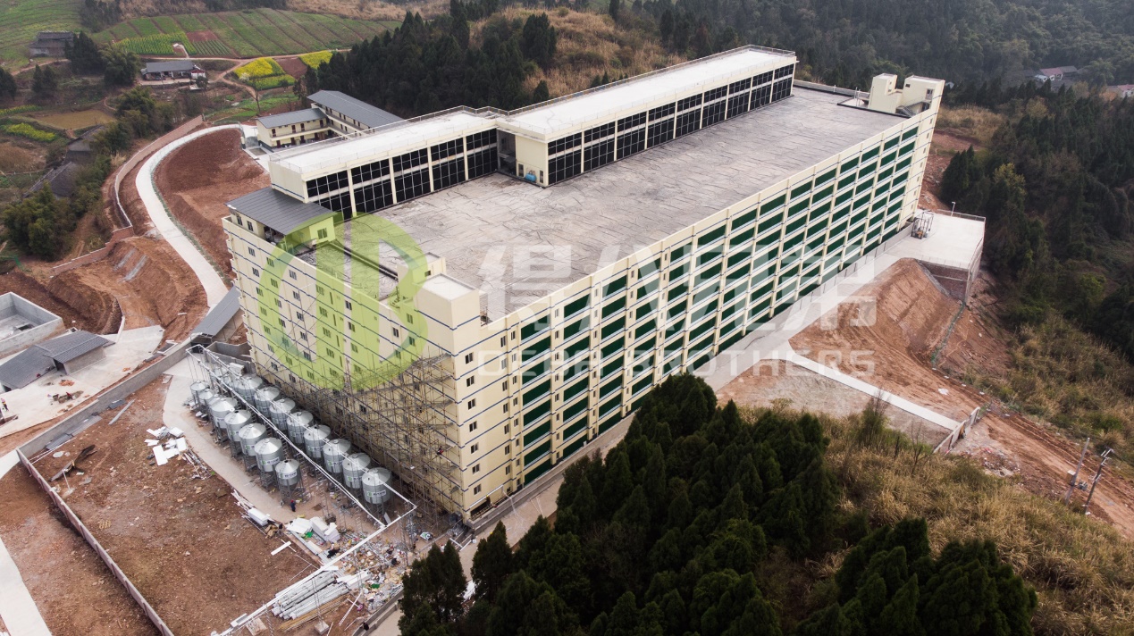 What Is Pig Farm Design and Why Is It Crucial for Efficient and Sustainable Pig Farming?
